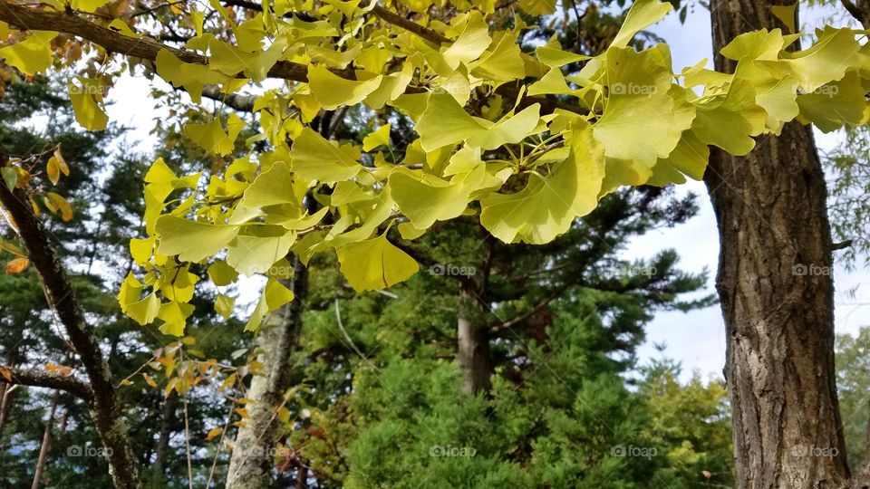 Ginko biloba tree