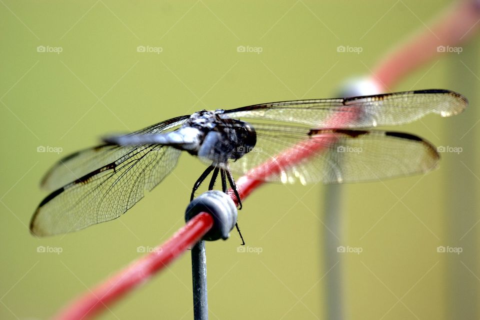 dragonfly