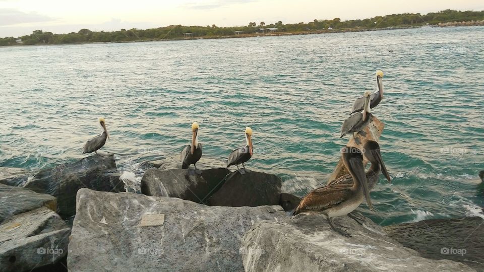 Pelicans!!