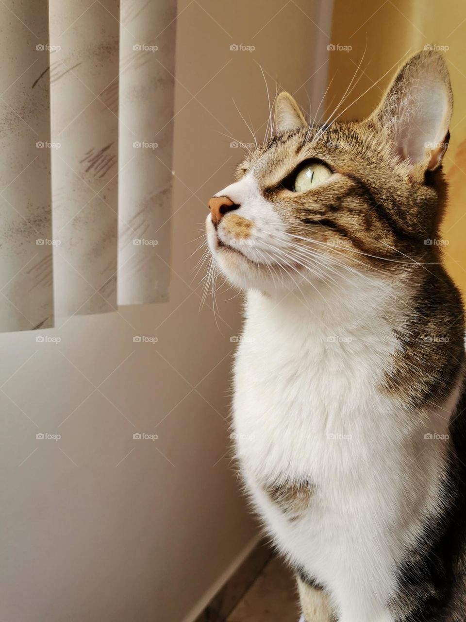 A gossip cat- looking through the window 