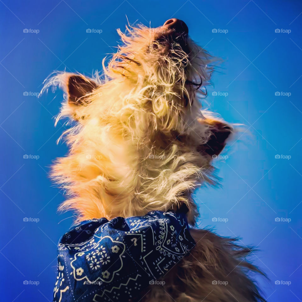 Ginger dog with blue bandana looks up into the clear blue sky