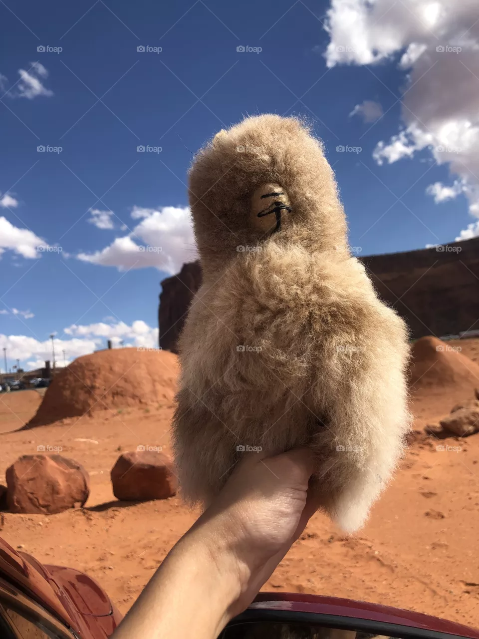 Llama on vacay