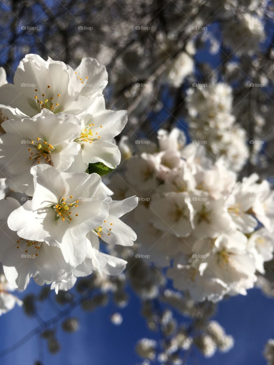 White blossoms in Connecticut