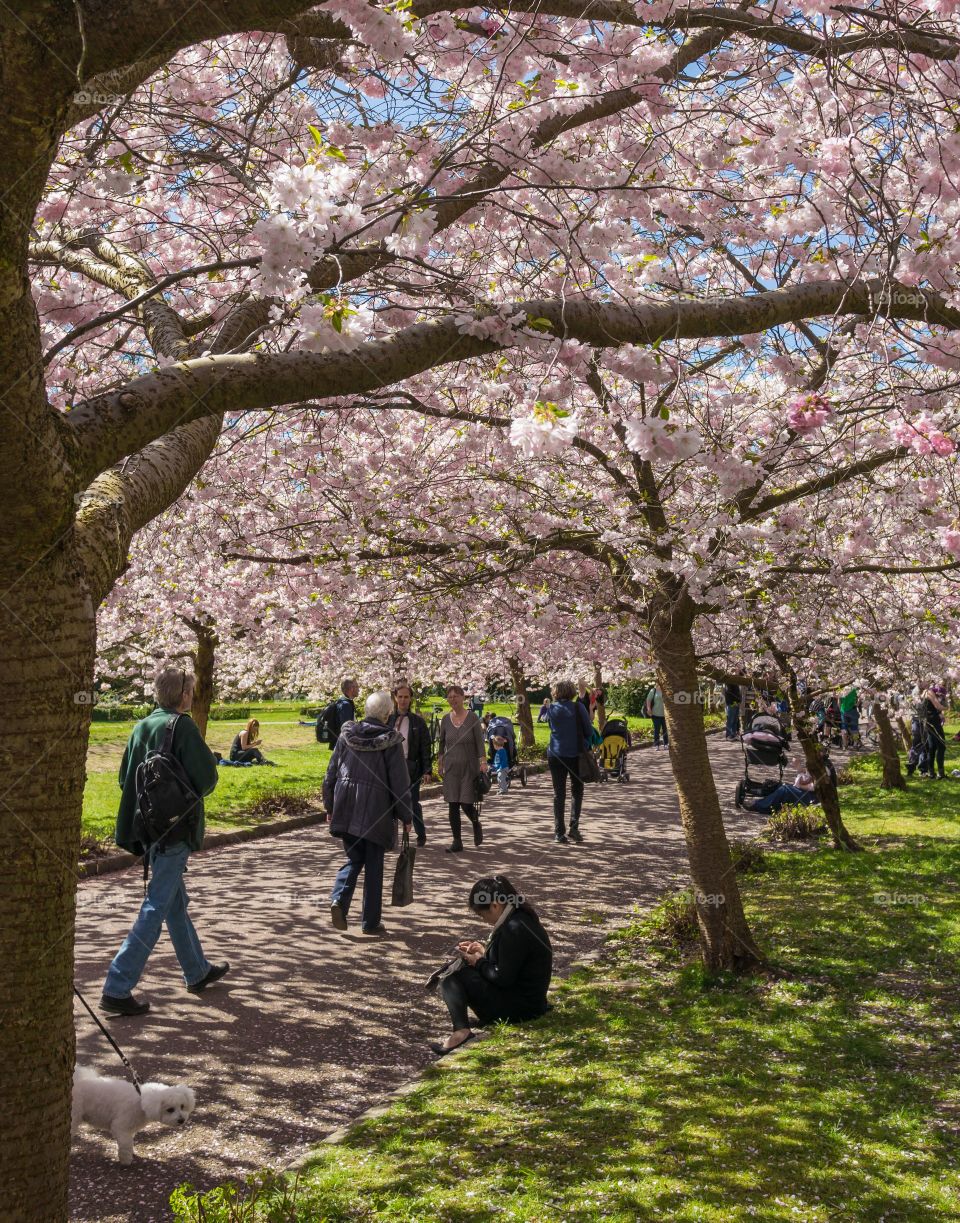 Pink park