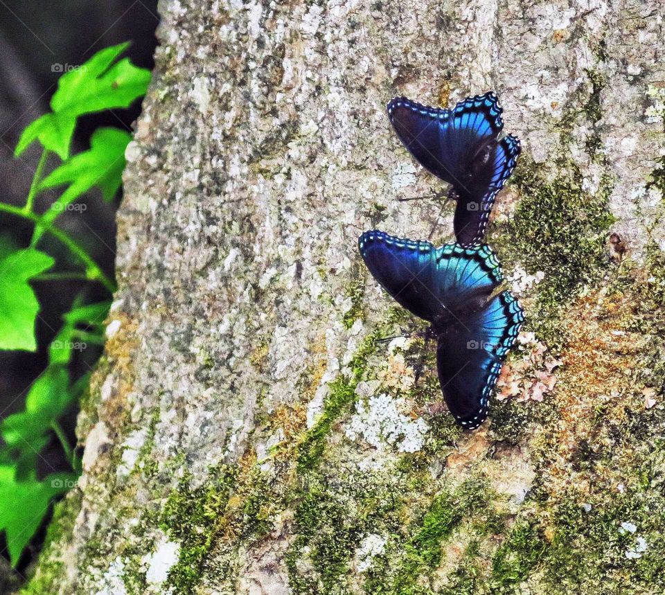 two butterflies on a tree