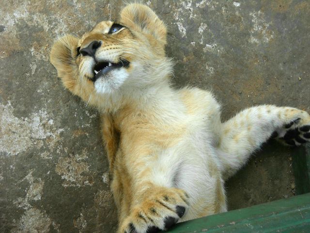 It's just a baby
