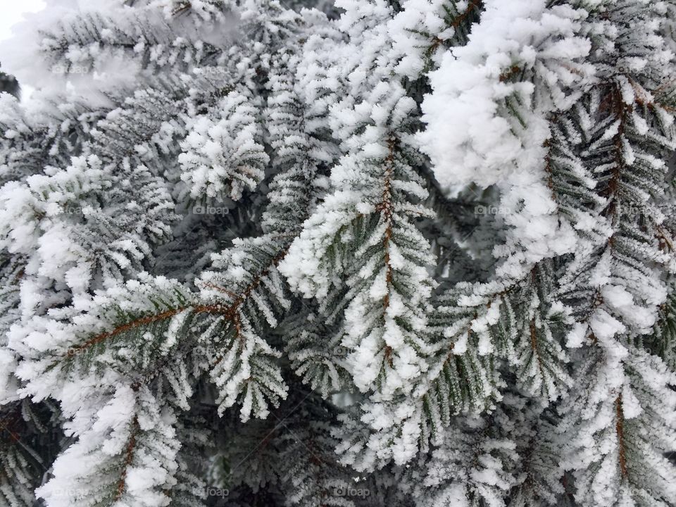 Close up of evergreen branches covered in snow
