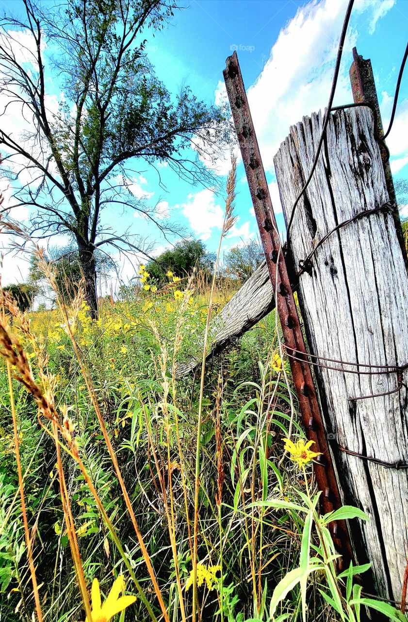 Old post in the wildflowers