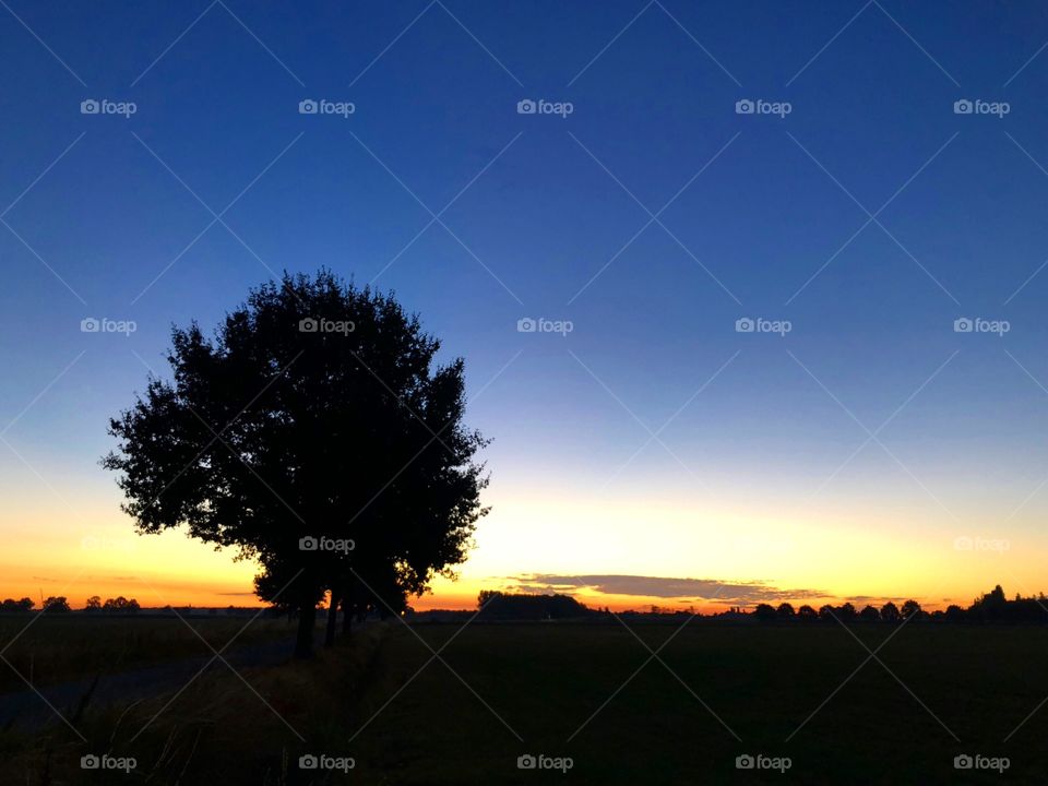 Silhouette of a solitary tree standing alone in a field against a deep blue sky with the Golden glow of the sunrise or sunset