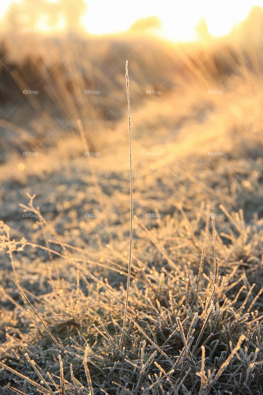 Lonely grass blade. A blade of grass during golden hour in the kalmthoutse heide, Belgium.