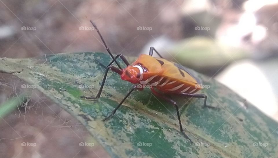 Mr. pucung insect is a pest for cotton plants