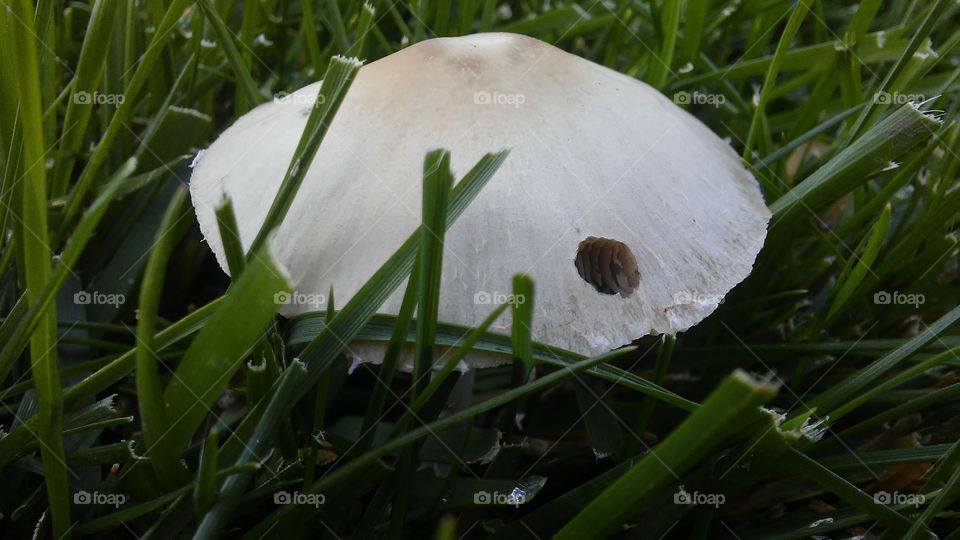 Wild Mushrooms