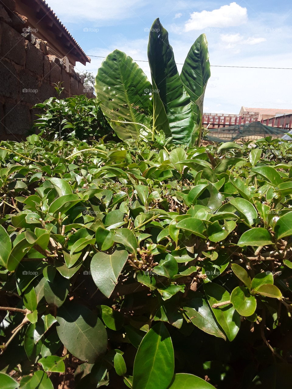 A green tree and a plant.
