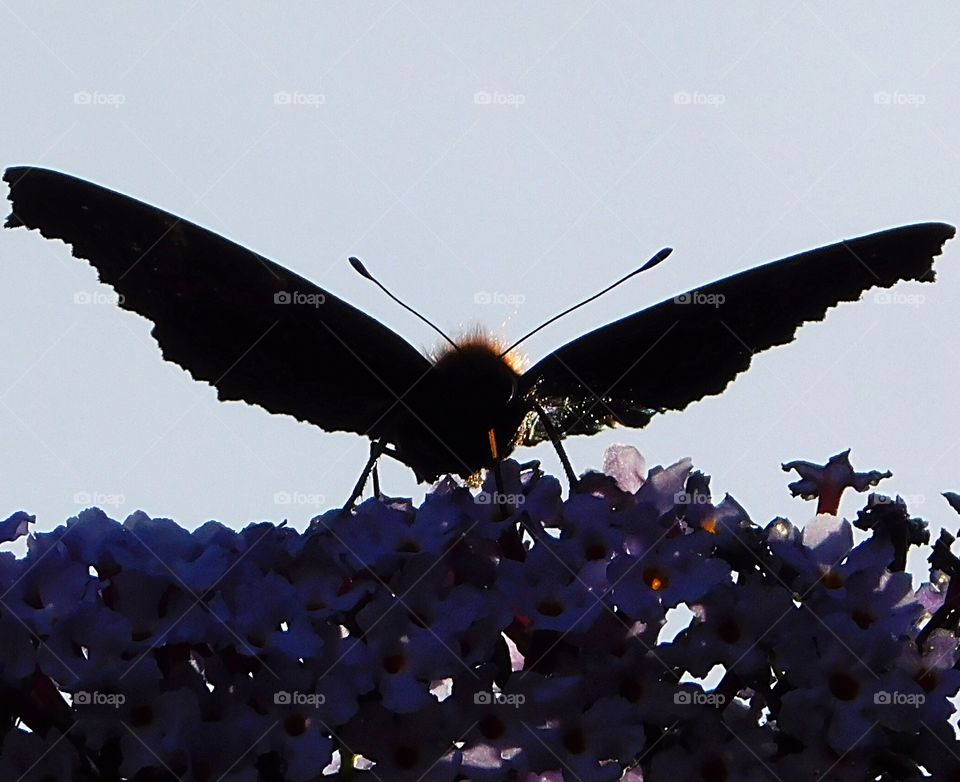 I wish I could be Batman