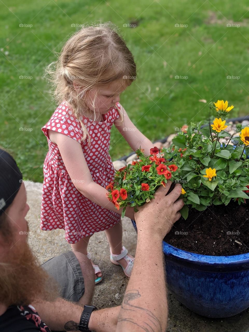 little girl in a dress planting colorful flowers in a large blue pot with daddy for spring time