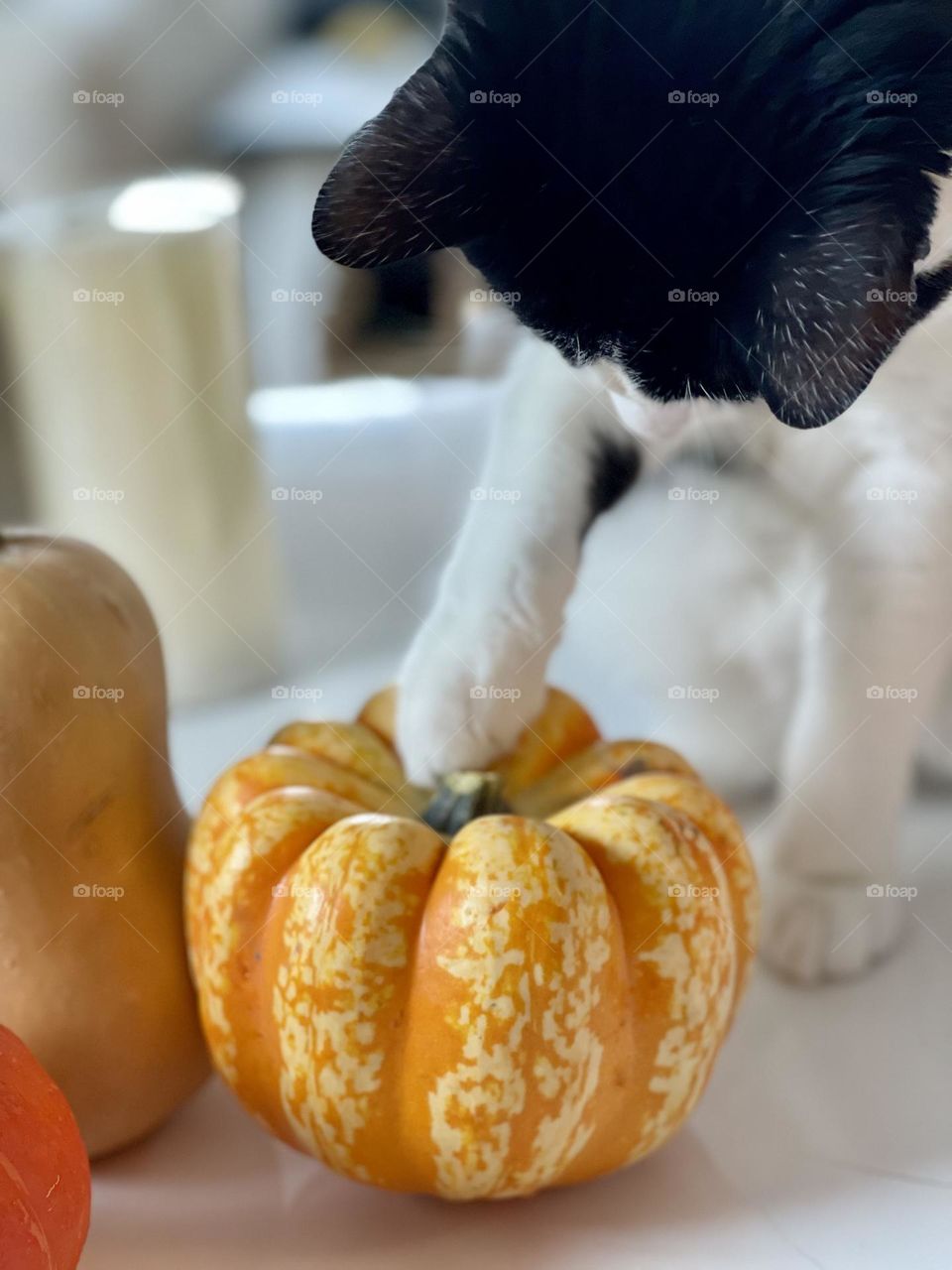 Tuxedo black and white domestic European cat playing and touching softly an orange pumpkin 