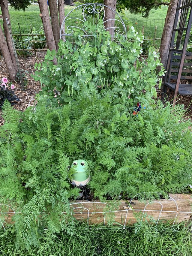 My garden this year, it was out of control  lol
