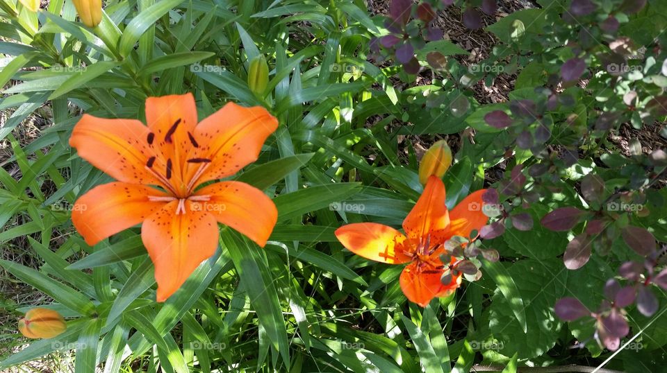 Tiger lilies in bloom