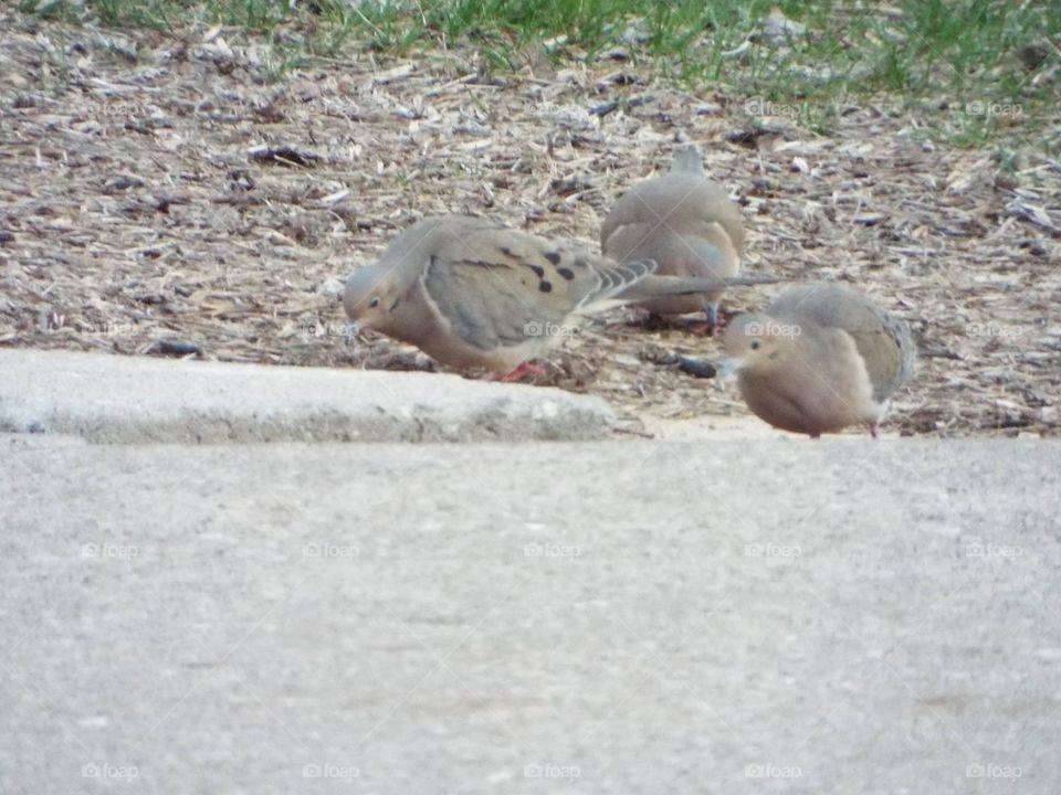 Doves feeding 