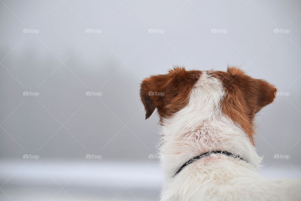 Dog looking