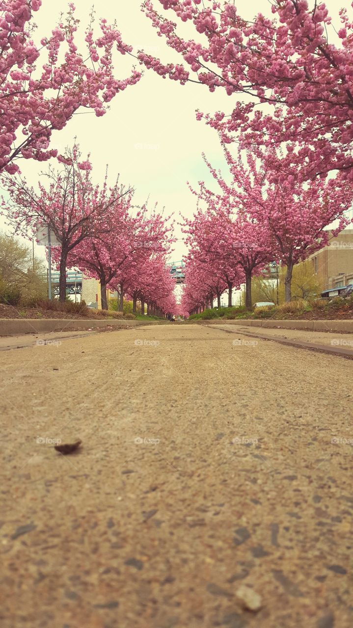 Tree, No Person, Flower, Nature, Landscape