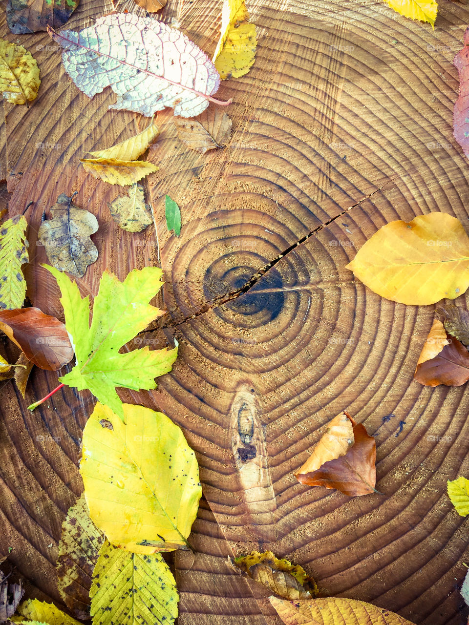 Fall Leaves background 