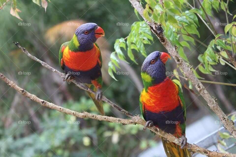 Lorikeets feeding