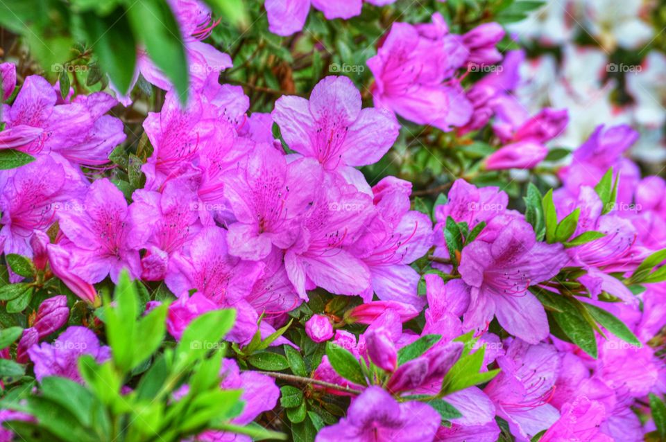 Close-up of pink flowers