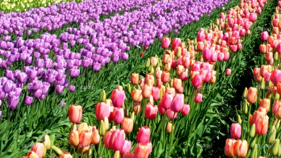 Field of Tulips