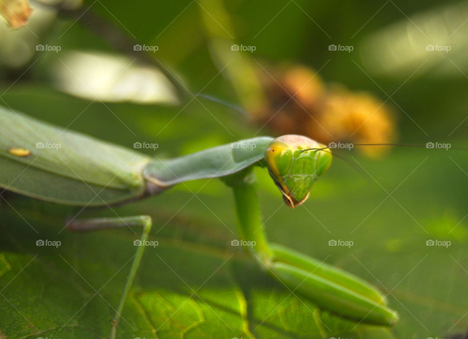 Close-up of praying mantis on leaf