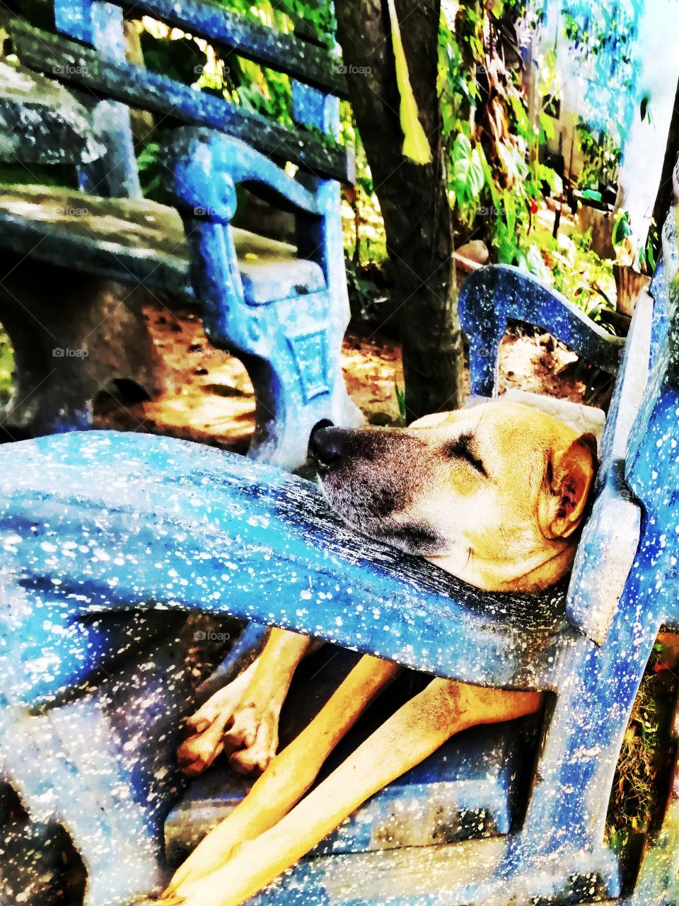 Dog sat on bench