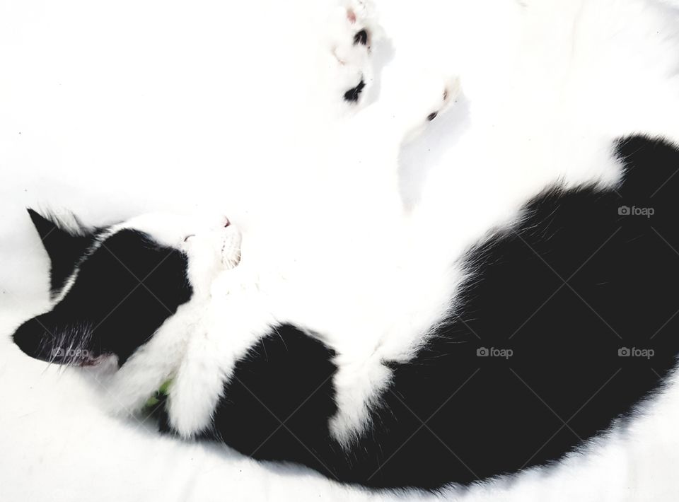 black and white kitten, relaxing, with a white background