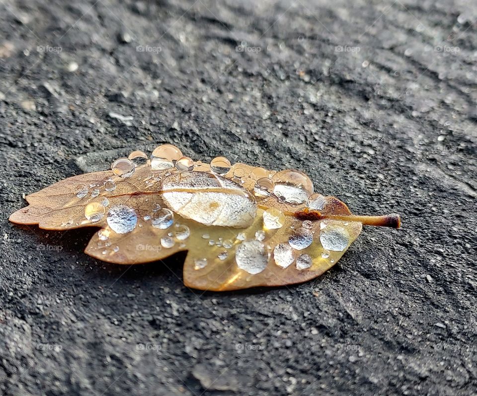 a single small Leaf lying on the asphalt with water drops