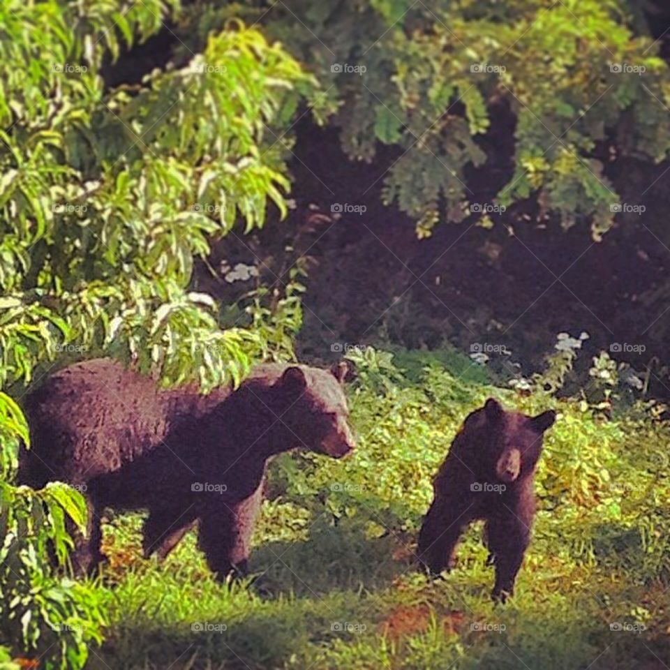 Mama bear and cub entering peach orchard 
