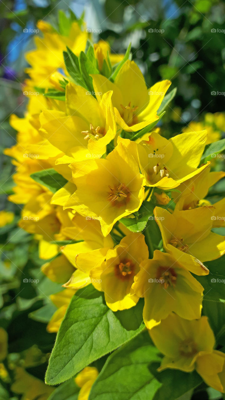 yellow  flower