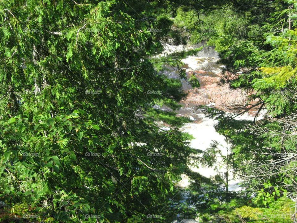 Scenic Trees and Water