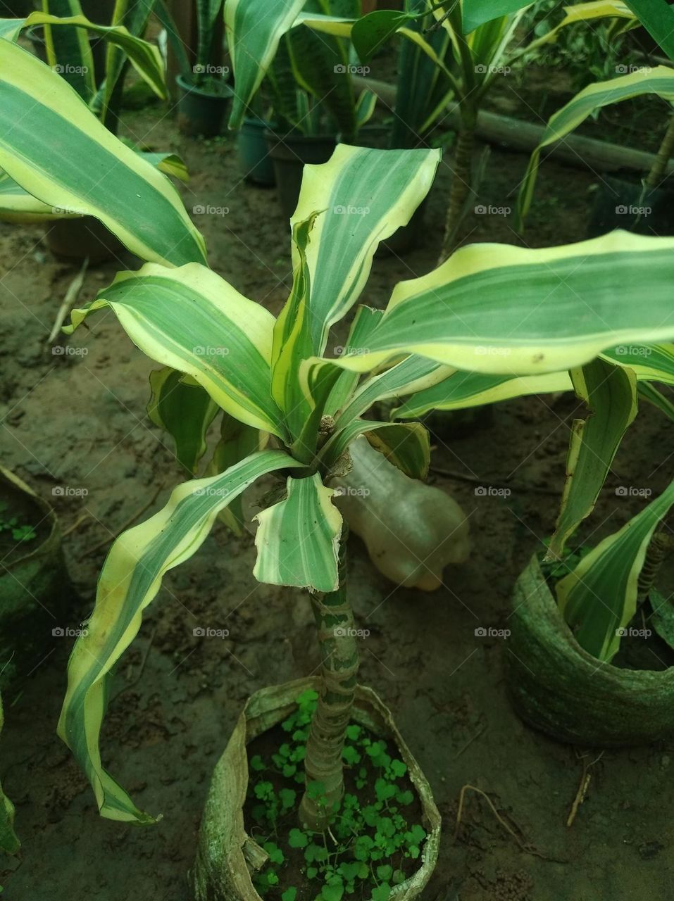 green shurb small size looks very beautiful generally found everywhere seasonal fresh