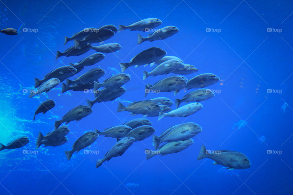 fish groupoffish by becky_atkinson