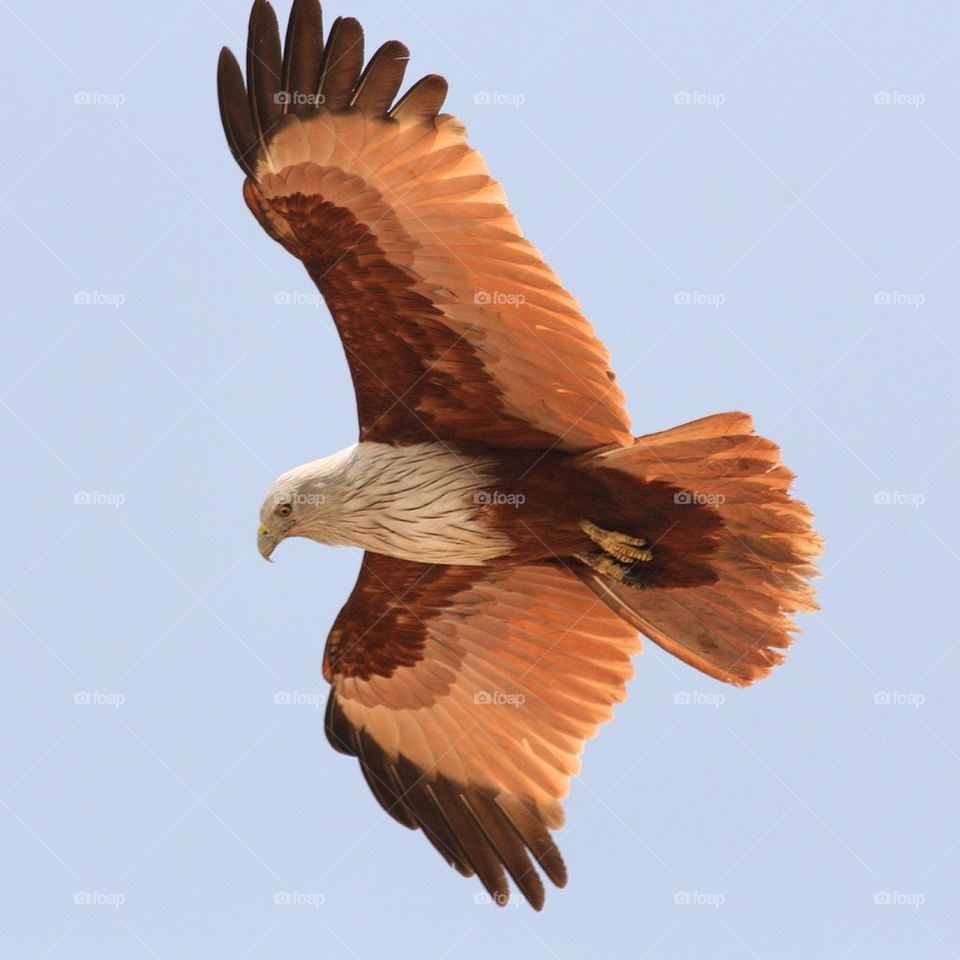 Rovfågel / Bird of Prey