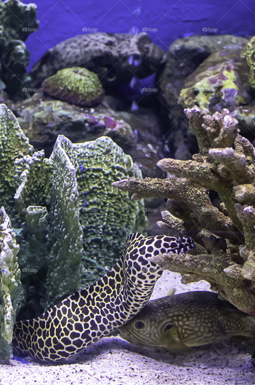 Colorful fish in the sea background the coral , Thailand.