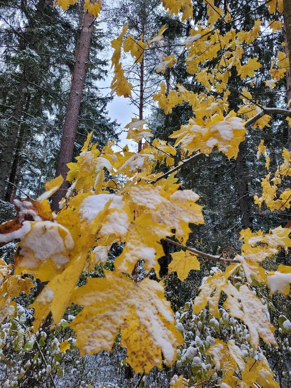 forest