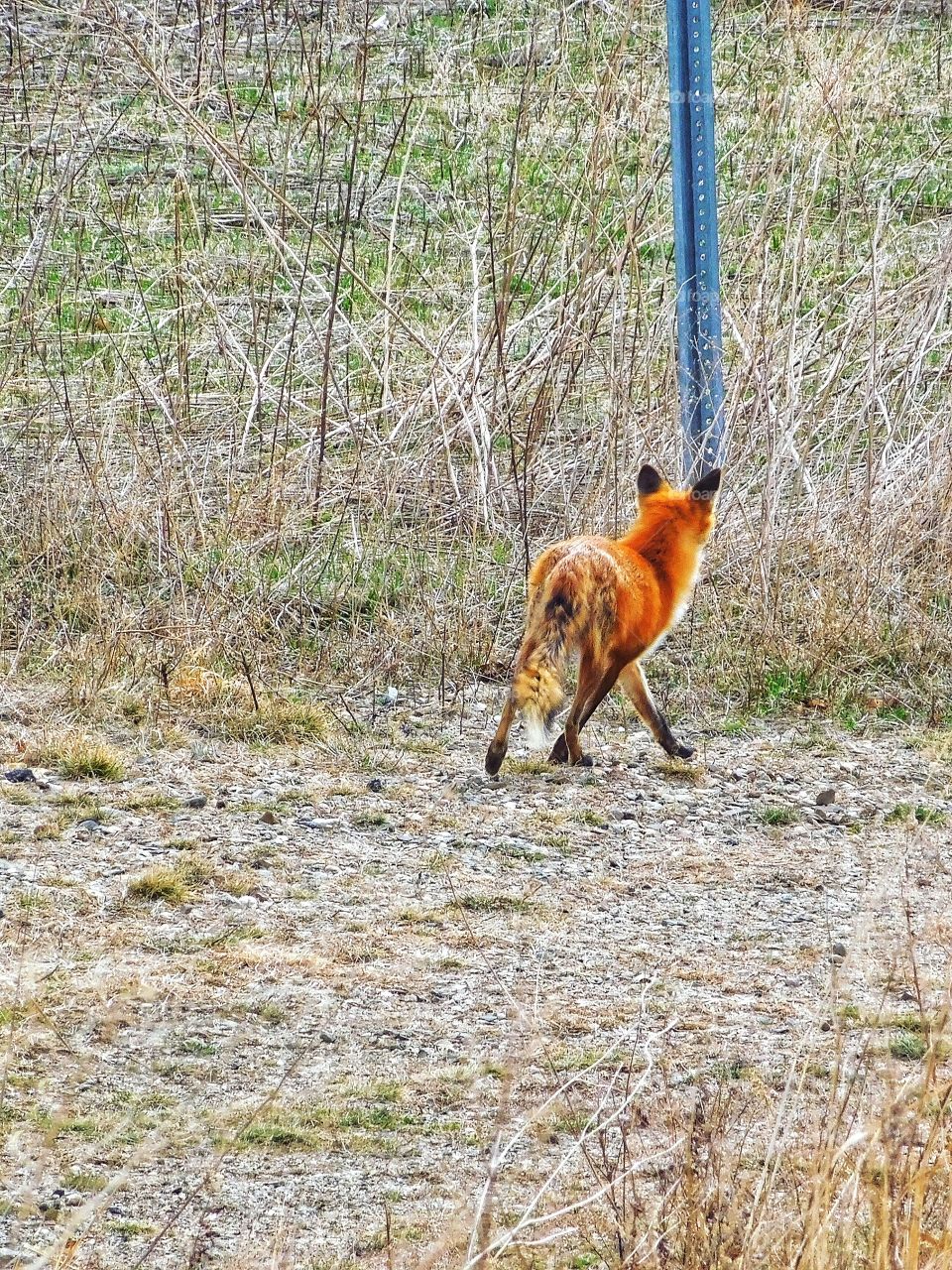 Fox sighting...