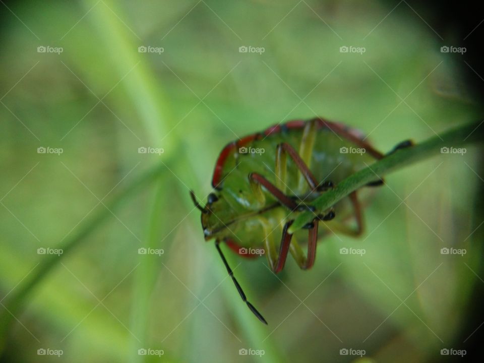 Picture taken with my smartphone and macro lens.