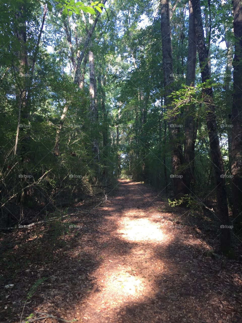 guiding light through the trails