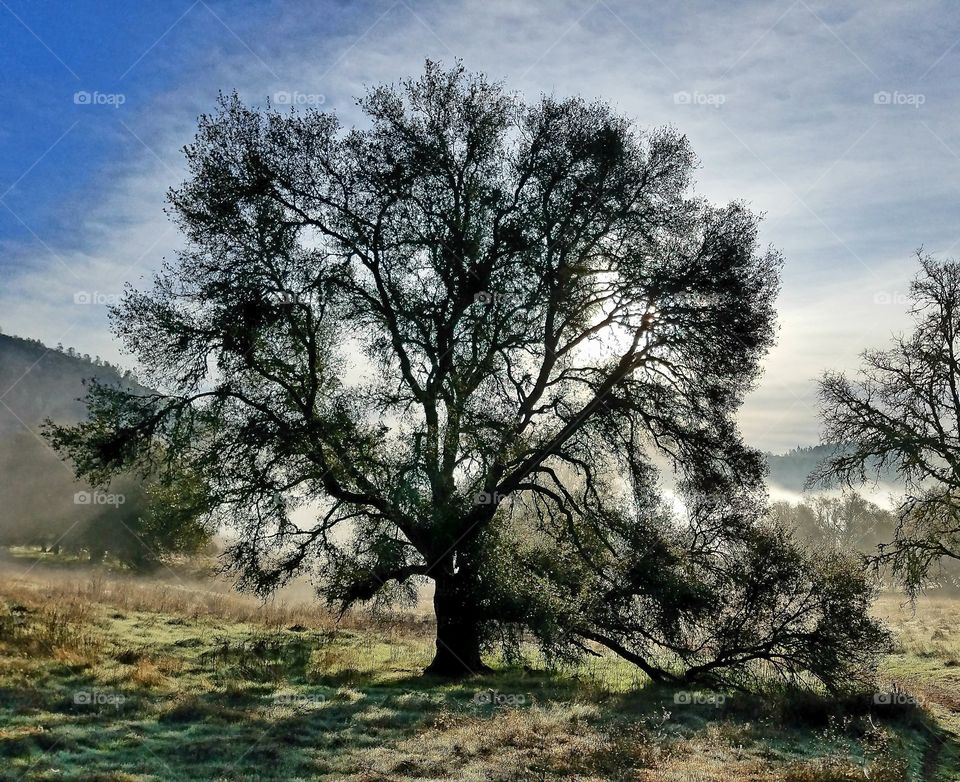 Sunrise walk through the oak tree's