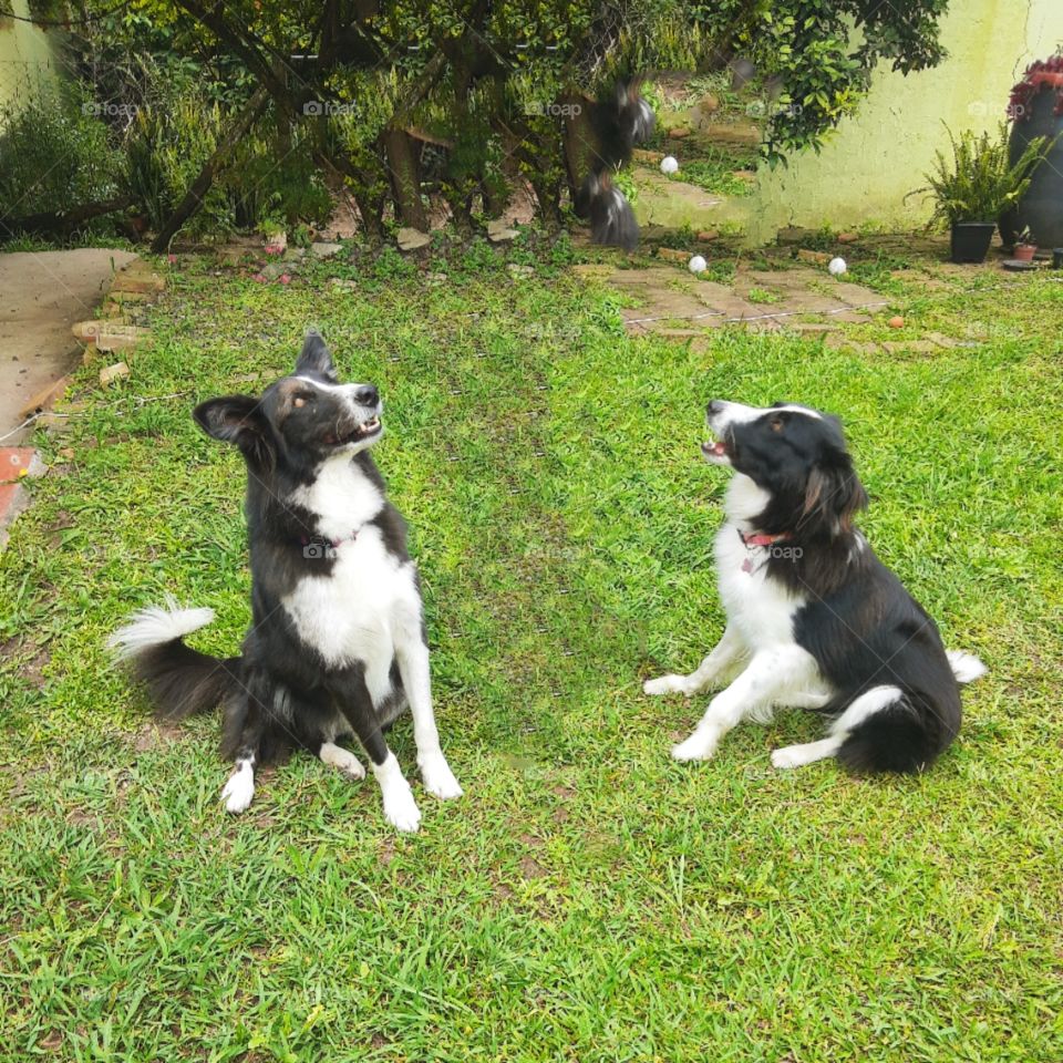 border collie couple