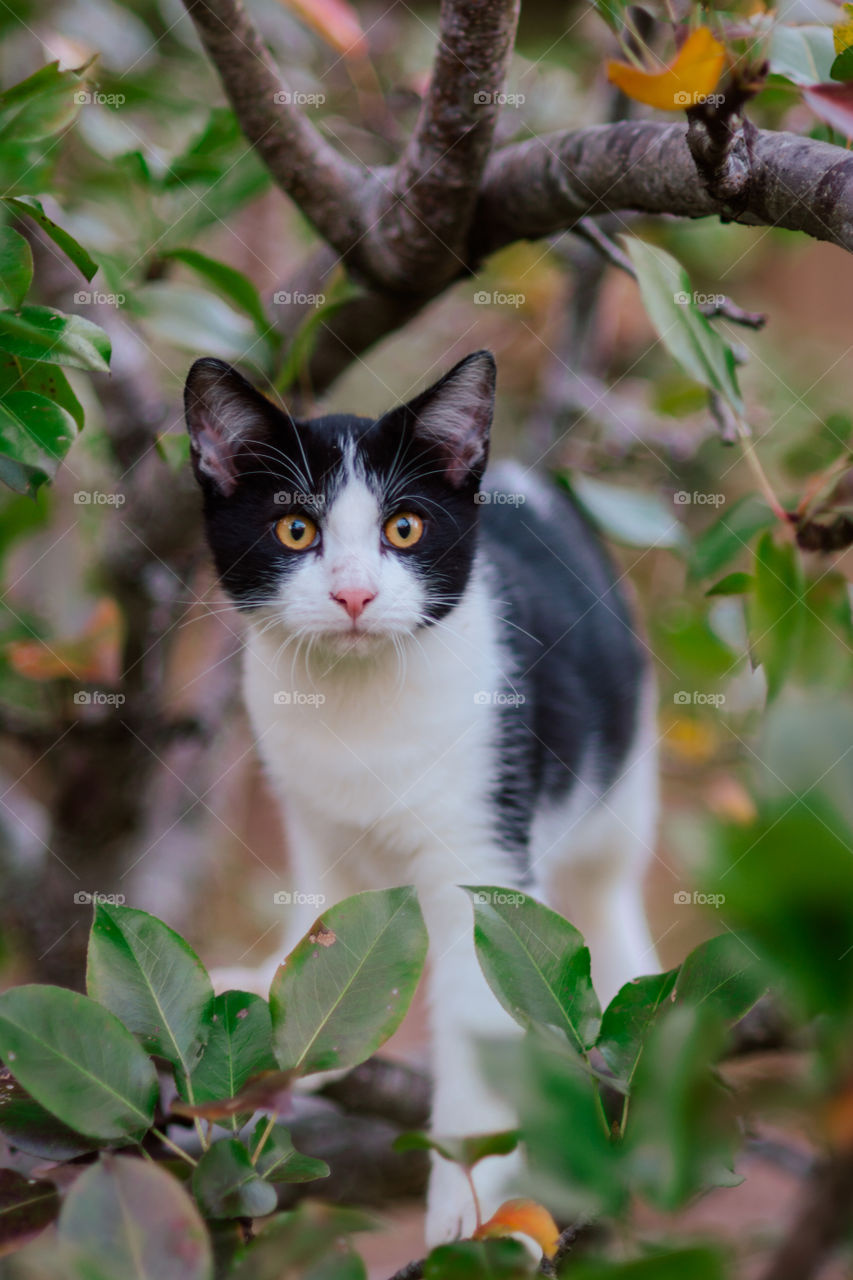 Short Hair Black and White Cat in a Tree