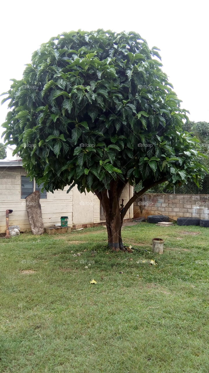 Noni Tree