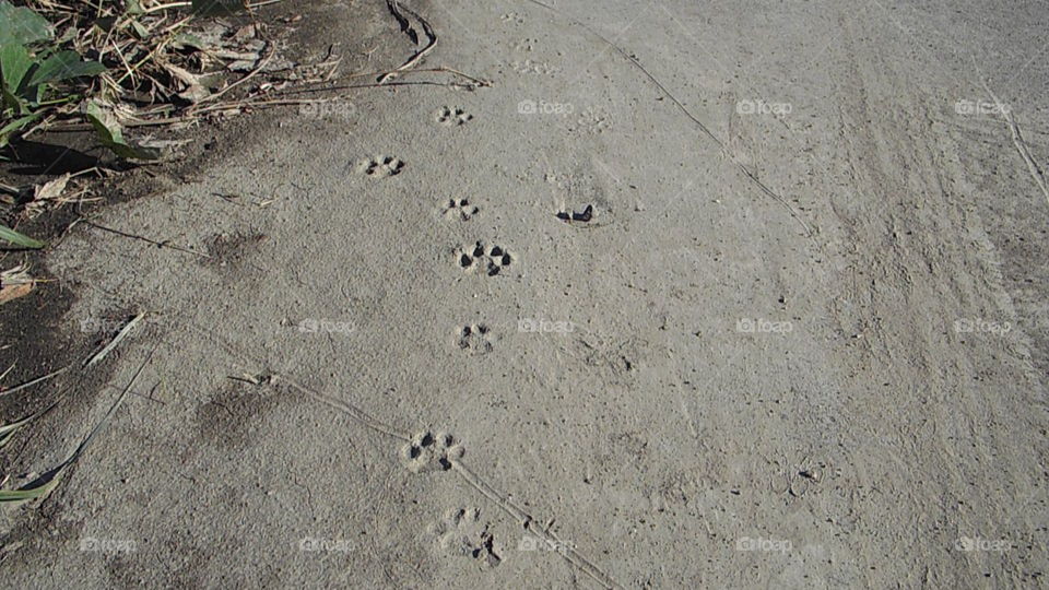 Dog Paw Print on Sand