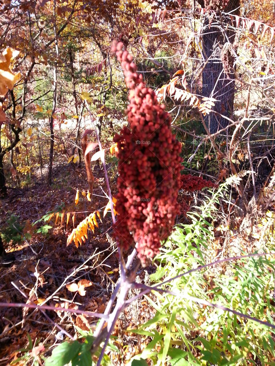 Sumac